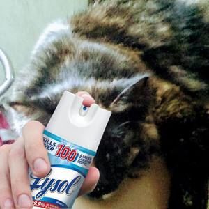 Meet your Posher, Audrey